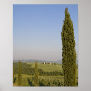Countryside near Pienza. Val d'Orcia, Siena Poster