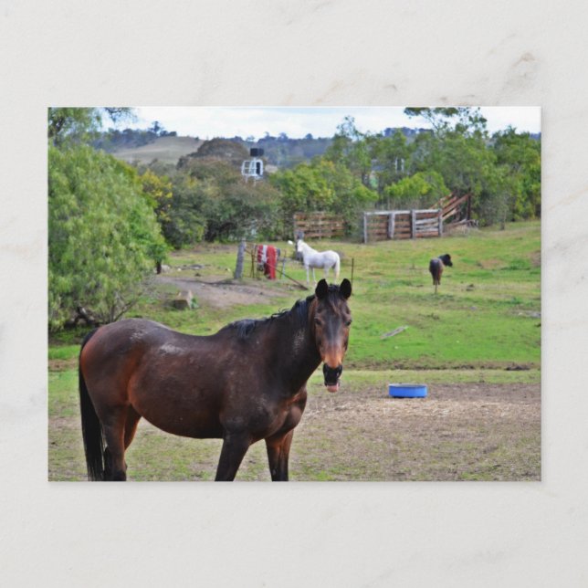 Countryside Rendezvous 3 Postcard (Front)