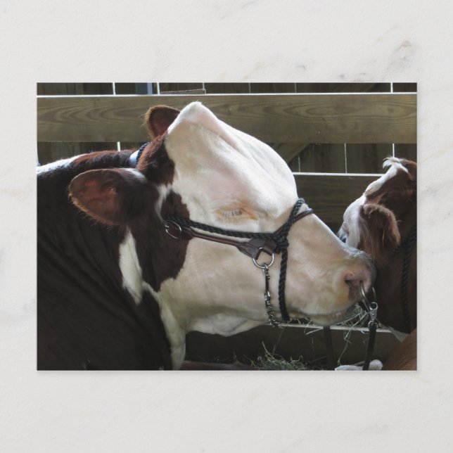 County Fair Cow Postcard (Front)