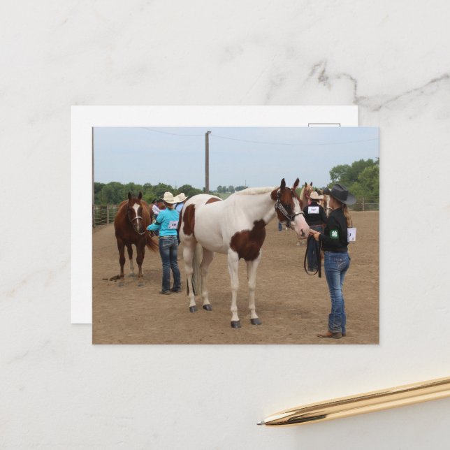 County Fair Showmanship Paints and Quarter Horses Postcard (Front/Back In Situ)