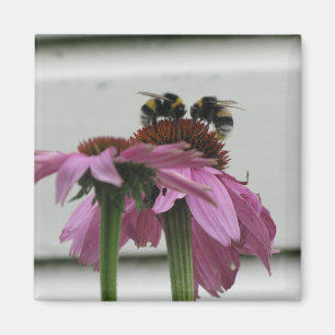 couple of bumblebees on coneflower  magnet