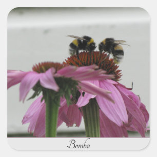 couple of bumblebees on coneflower  square sticker