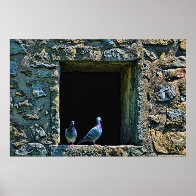Couple of pigeons in the castle window poster (Front)