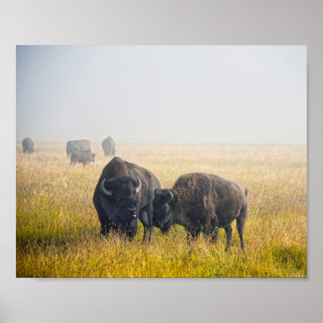 Courting Bison in Yellowstone Poster (Front)