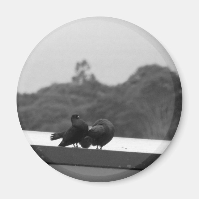 Courting Pigeons Magnet (Front)