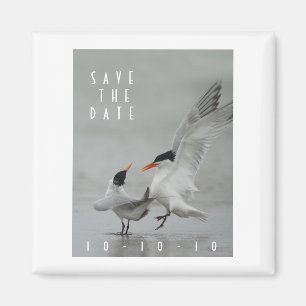 Courting Royal Terns, Save the Date Magnet