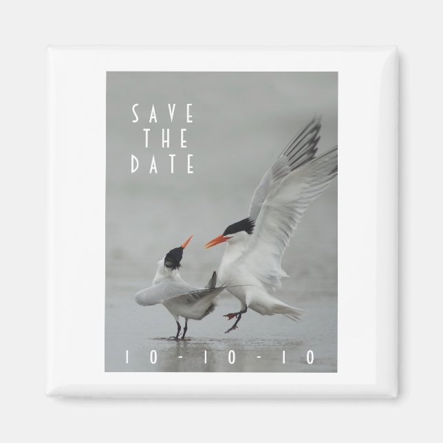 Courting Royal Terns,   Save the Date Magnet (Front)