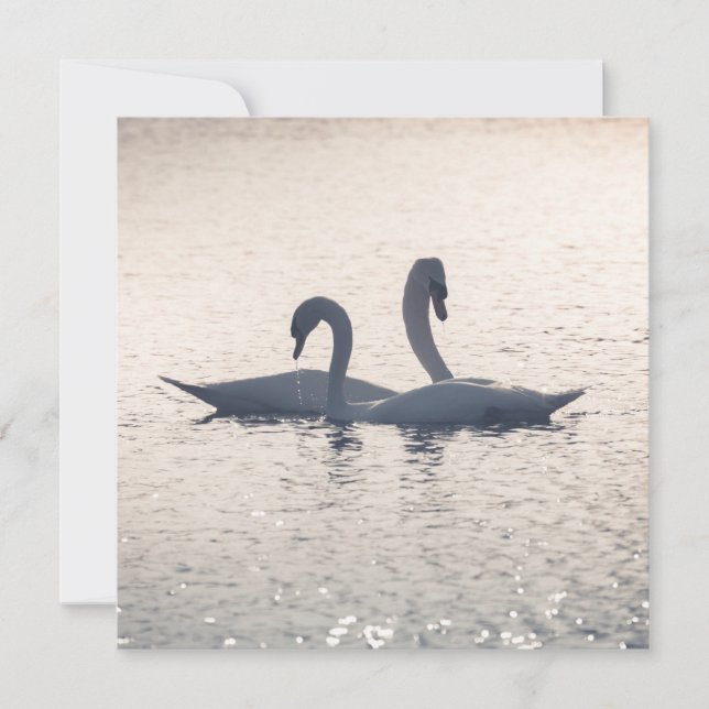 Courting Swans Card (Front)