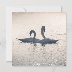 Courting Swans Card