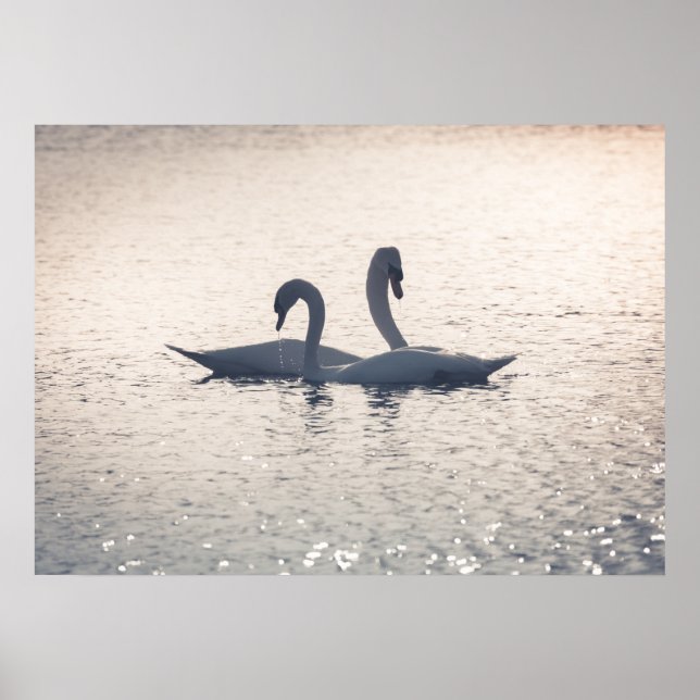 Courting Swans Nature Photo Poster (Front)