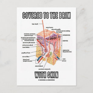Covered To The Brim With Skin (Skin Layers) Postcard