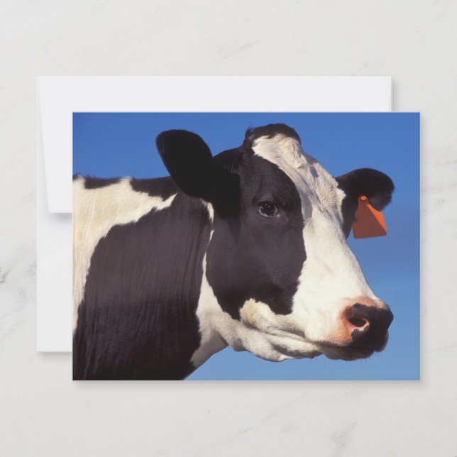 Cow (Front)