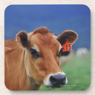 cow 2 coaster