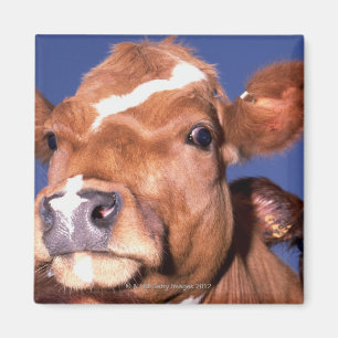 cow 2 magnet