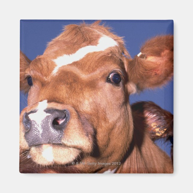 cow 2 magnet (Front)