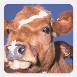cow 2 square sticker