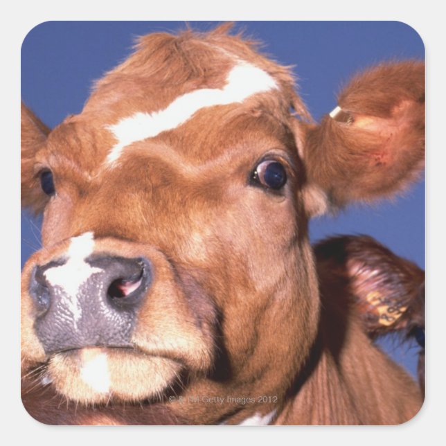 cow 2 square sticker (Front)