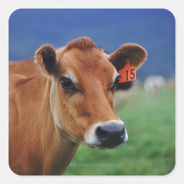 cow 2 square sticker (Front)