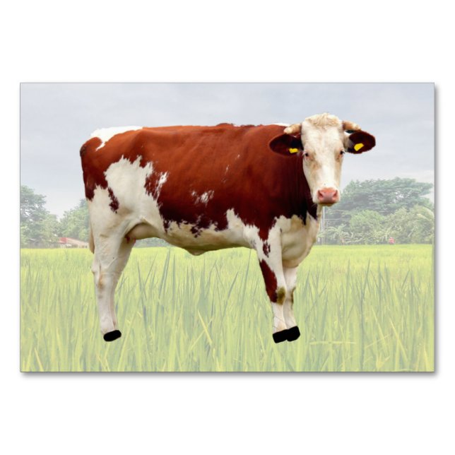 Cow ABA Tact Labelling Flashcard | Picture Card (Front)
