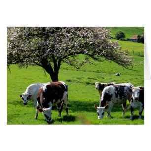Cow among blooming apple trees in Normandy
