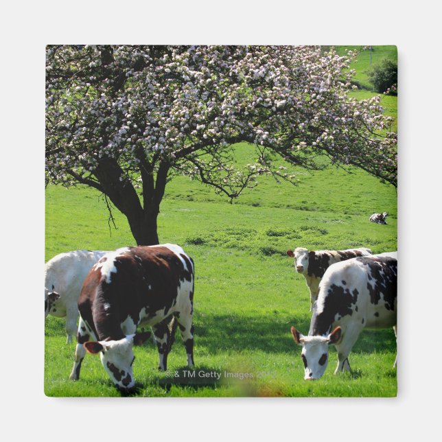 Cow among blooming apple trees in Normandy Magnet (Front)