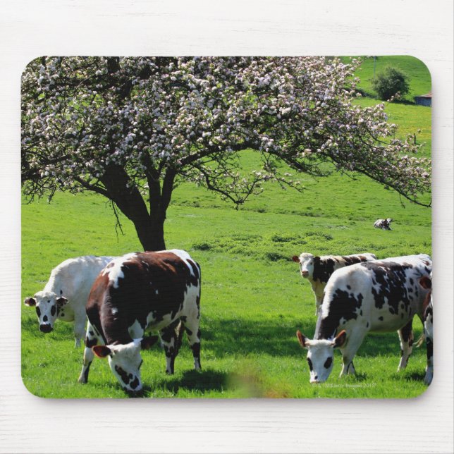 Cow among blooming apple trees in Normandy Mouse Pad (Front)
