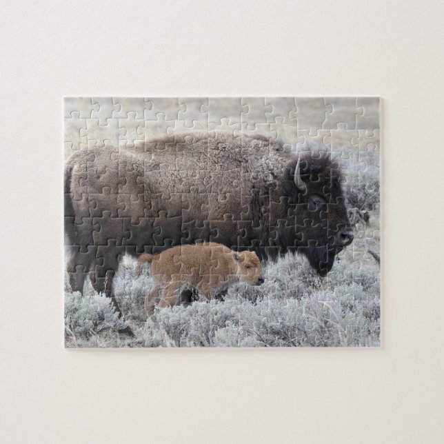 Cow and Calf Bison, Yellowstone Jigsaw Puzzle (Horizontal)