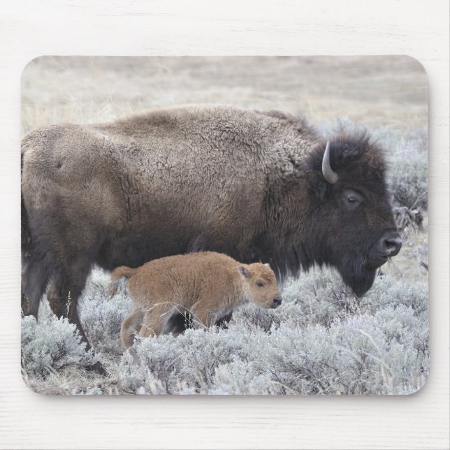 Cow and Calf Bison, Yellowstone Mouse Pad (Front)