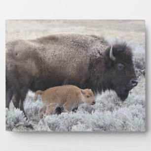 Cow and Calf Bison, Yellowstone Plaque