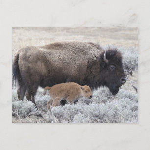 Cow and Calf Bison, Yellowstone Postcard