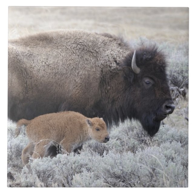 Cow and Calf Bison, Yellowstone Tile (Front)