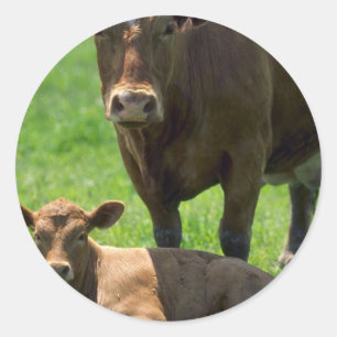 Cow And Calf Classic Round Sticker