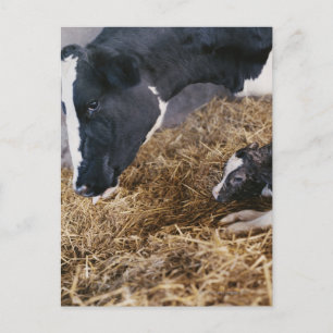 Cow and Calf in Hay Postcard