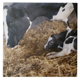 Cow and Calf in Hay Tile