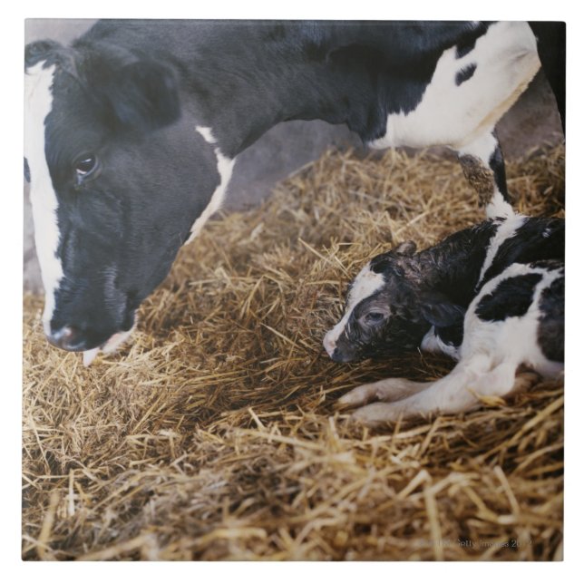 Cow and Calf in Hay Tile (Front)