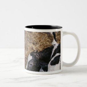 Cow and Calf in Hay Two-Tone Coffee Mug