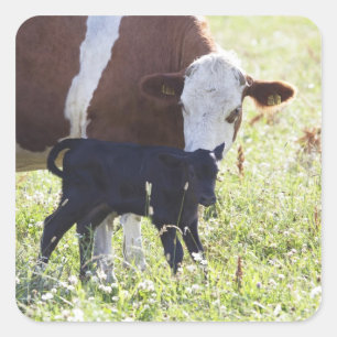 Cow and calf square sticker