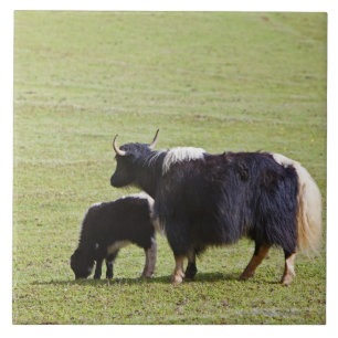 Cow and calf Yak, Lijiang Ceramic Tile