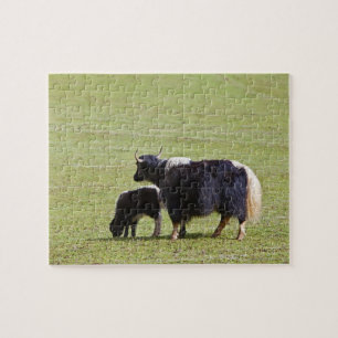 Cow and calf Yak, Lijiang Jigsaw Puzzle