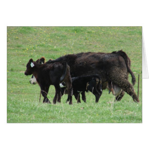 Cow and Calves