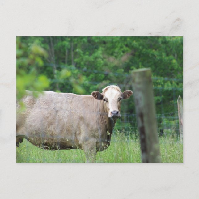 Cow and Fence Postcard (Front)