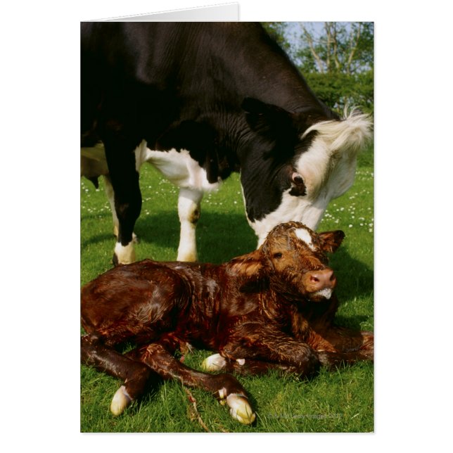 Cow and newborn calf (Front)