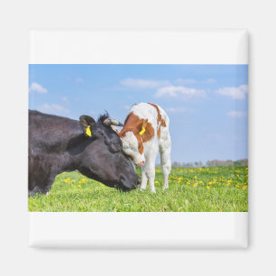 Cow and newborn calf hug each other in meadow.JPG Magnet