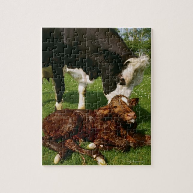 Cow and newborn calf jigsaw puzzle (Vertical)