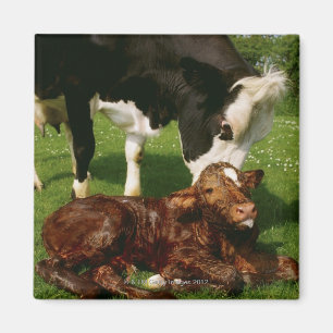 Cow and newborn calf magnet