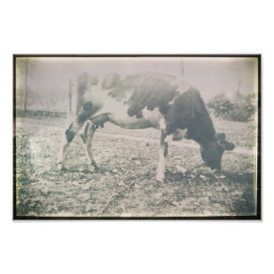 Cow Antique Cattle Farm Animal Grazing Grass Photo Print