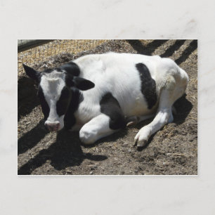 cow,baby postcard