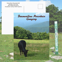 Cow Bearwallow Mountain Blue Ridge Mountains NC