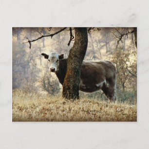 Cow behind Tree Postcard