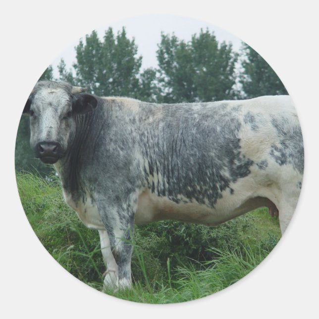 Cow Belgian Blue Classic Round Sticker (Front)